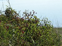 DSC06926  cranberry struiken : Vlieland