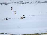 DSC06934 : Vlieland