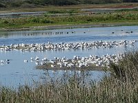 DSC06943 : Vlieland