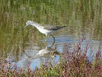 DSC06958 : Vlieland, groenpootruiter
