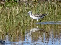 DSC06960 : Vlieland, groenpootruiter