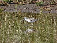 DSC06968 : Vlieland, groenpootruiter