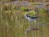 DSC06970 : vlieland, groenpootruiter