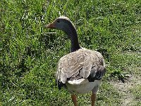 DSC06972  Grauwe gans : Vlieland, grauwe gans