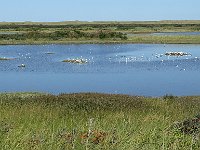 DSC06986  vanaf vogelkijkscherm Kroon's Polders : Vlieland