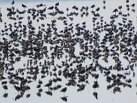 DSC06998  Wadvogels : Vlieland