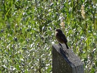 DSC07016 : Vlieland