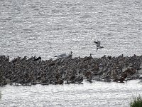 DSC07024  Wulpen en andere steltlopers als Rosse Grutto : Terschelling