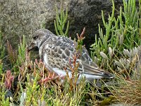 DSC07028 : Terschelling, steenloper