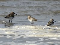 DSC07064  Bonte strandlopers : Terschelling, bonte strandloper