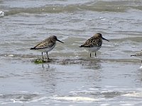DSC07066  Bonte strandlopers : Terschelling, bonte strandloper