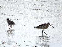 DSC07101  Tureluurs en een Grutto : Terschelling, tureluur, grutto