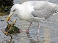 DSC07107  Zilvermeeuw met krab : Terschelling, zilvermeeuw