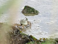 DSC07108  krab : Terschelling, krab