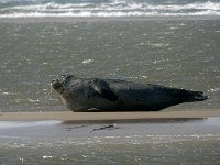 DSC07172 : Terschelling, zeehond