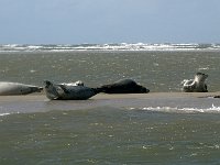 DSC07175 : Terschelling, zeehond