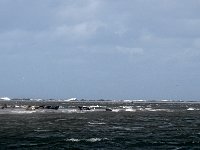 DSC07177 : Terschelling, zeehond