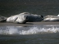 DSC07191 : Terschelling, zeehond