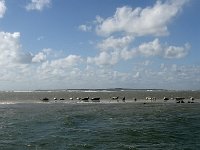 DSC07194 : Terschelling, zeehond