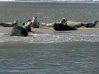 DSC07196 : Terschelling, zeehond