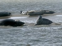 DSC07200 : Terschelling, zeehond