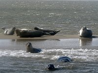 DSC07202 : Terschelling, zeehond