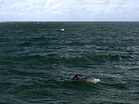 DSC07206 : Terschelling, zeehond