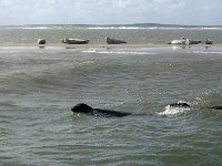 DSC07210 : Terschelling, zeehond