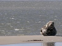 DSC07243 : Terschelling, zeehond