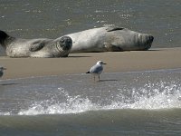 DSC07245 : Terschelling, zeehond