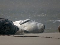 DSC07246 : Terschelling, zeehond