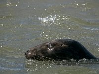 DSC07247 : Terschelling, zeehond