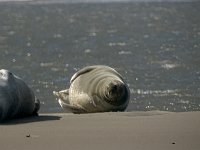 DSC07249 : Terschelling, zeehond
