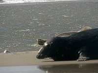 DSC07251 : Terschelling, zeehond