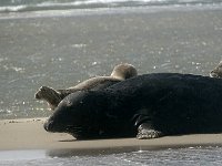 DSC07252 : Terschelling, zeehond