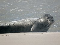 DSC07253 : Terschelling, zeehond