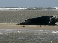 DSC07260 : Terschelling, zeehond
