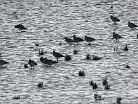 DSC07350  Wulpen : Friesland, wulp
