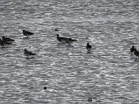 DSC07352 : Friesland, wulp