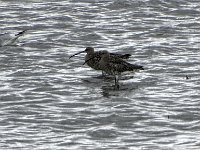 DSC07353 : Friesland, wulp