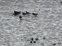 DSC07354 : Friesland, wulp