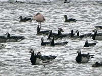 DSC07357  brandganzen : Friesland, brandgans, flamingo