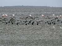 DSC07370  8 chileense  en 3 europese flamingo's : Friesland, flamingo