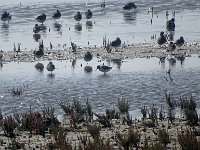 DSC07408 : Ameland