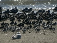 DSC07413 : Ameland