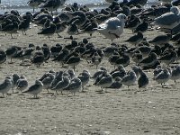 DSC07417 : Ameland