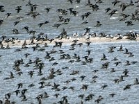 DSC07427 : Ameland