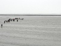 DSC07432  Wadlopen : Ameland