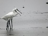DSC07438 : Ameland, lepelaar