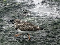 DSC07449  Steenloper : Ameland, steenloper